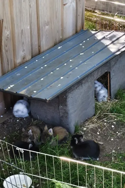 Zwergkaninchen