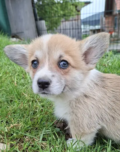Welsh Corgi Pembroke Welpen