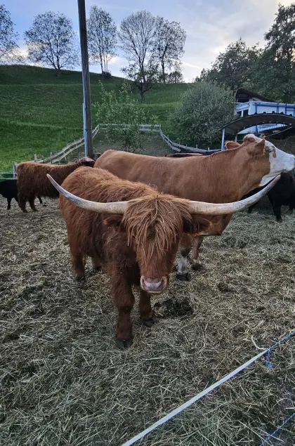 Hochlandrind-Ochse Ferdinand