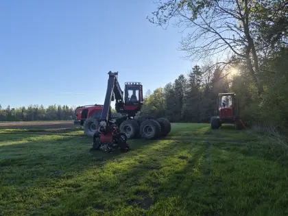Holzschlägerung