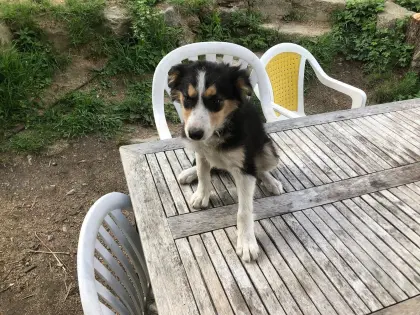 Border Collie Welpe
