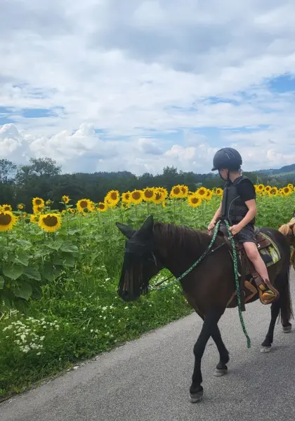 Liebevolles Pony, Ponydame, Pferd