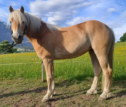 Tiroler Haflinger Stute