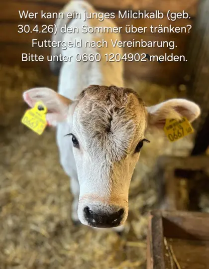 Grauviehkalb