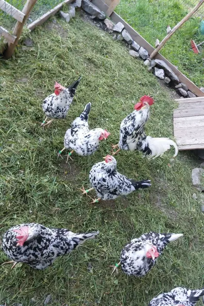 Bruteier Leghorn Exchequer