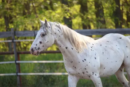 4-jähriger Appaloosa