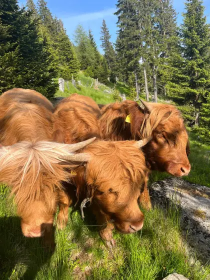 Schottische Hochlandrinder zu verkaufen, 3 Stk. Stier, ein Jahr