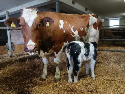 Verkaufe Kuh mit Kalb
