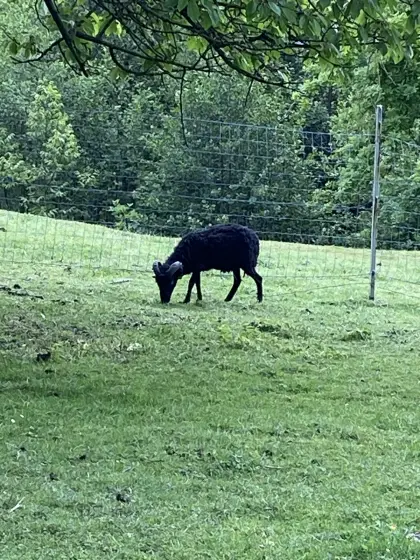 Zwergschafe schwarz