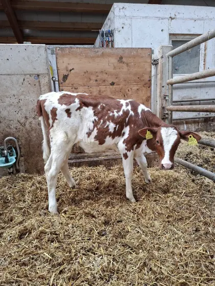 Red Holstein Kuhkalb