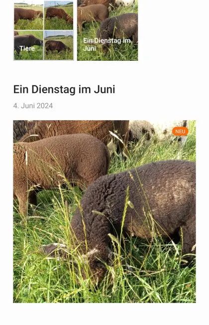 Verkaufe junge Bergschafe und Jura