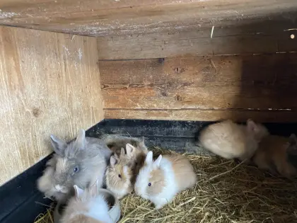 Liebe junge Löwenkopfzwergkaninchen