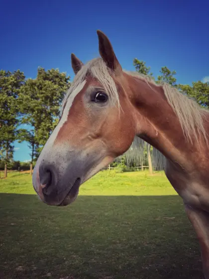 Haflinger Hengst 2,5 Jahre, top Abstammung, in gute Hände