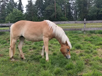2-jährige Haflinger Stute