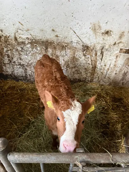 Kuhkalb FVxTEXAS PP, Stierkalb FVx GAL