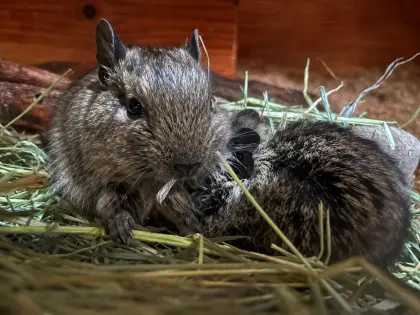 Degus