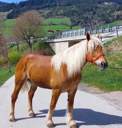 Noriker Wallach