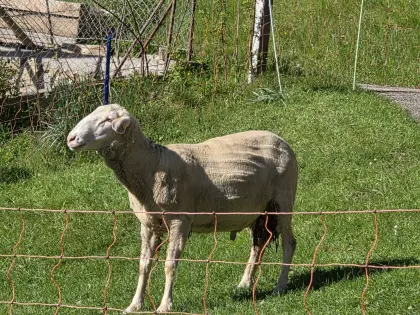 Schafbock Merino Linie M