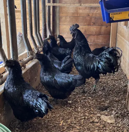 Cemani-Hennen mit/ohne Hahn
