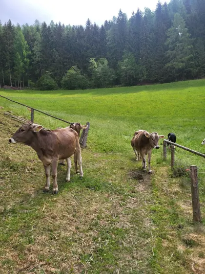 Jungkalbinnen