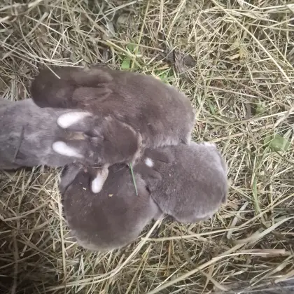 Süße Minilop-Babys