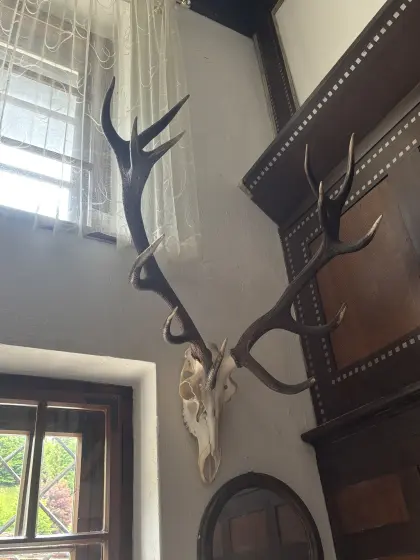 Rothirsch-Geweih, Jagdtrophäe mit Schädel, große Wanddeko