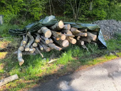 Rundholzstämme Buche, Esche, Brennholz
