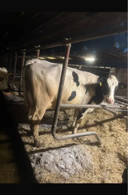 Holstein Jungkuh