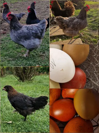 1,2 Buntleger, Olivleger, Marans, Grünleger