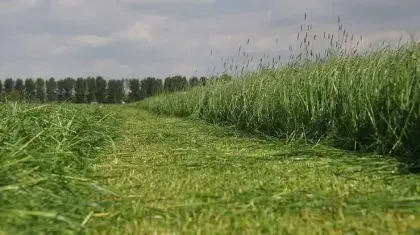 1. Schnitt Grünland