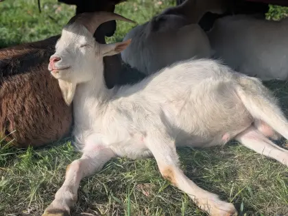 Ziegenbock WDE