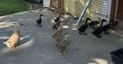 Enten