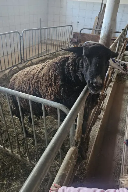 Jura Bock 4 Jahre