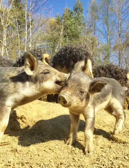 Reinrassige Mangalitza-Ferkel BIO