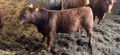 Angus-Stier