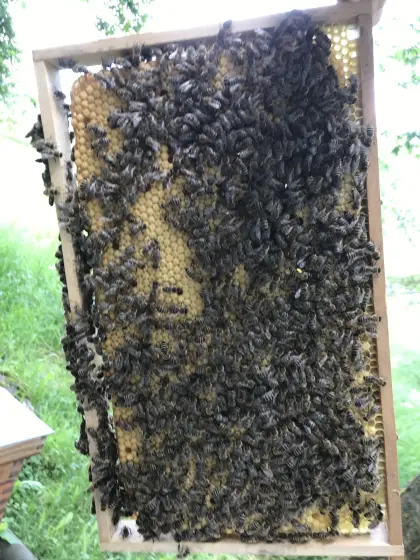 Bienenvölker, Bienenköniginnen
