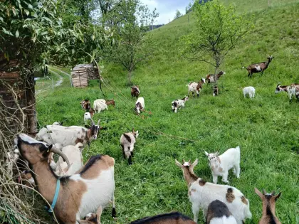 Tauernscheckenbock und Ziegen