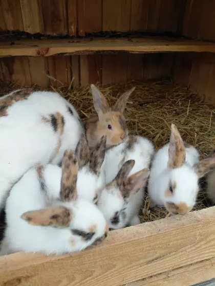Mix-Kaninchen