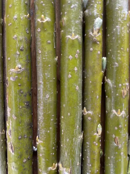 Stecklinge Korbweide, Strauchweide, Hanfweide, Salix vimina