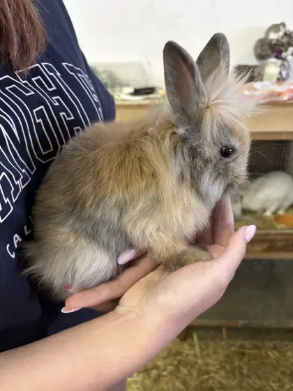 Löwenkopfzwergkaninchenbabys