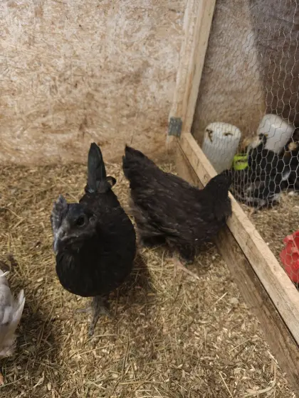 Ayam Cemani Hahn