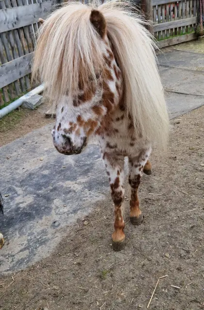 miniPony Hengst in Sonderfarbe