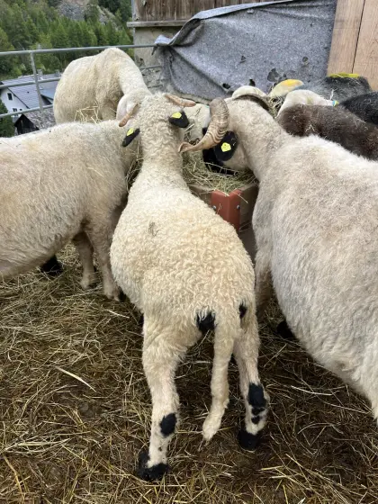 Weibliche Walliser Schwarznasenschafe