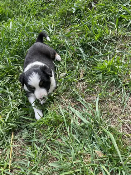 Border Collie Welpen