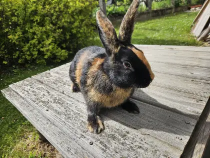 Japaner Kaninchen reinrassig