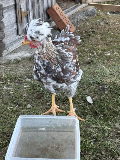 Staropolska czubatka Hahn