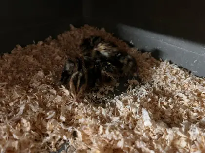 Japanische Legewachteln (Coturnix japonica)