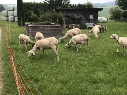 Milchschafe