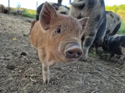 Kunekune-Ferkel