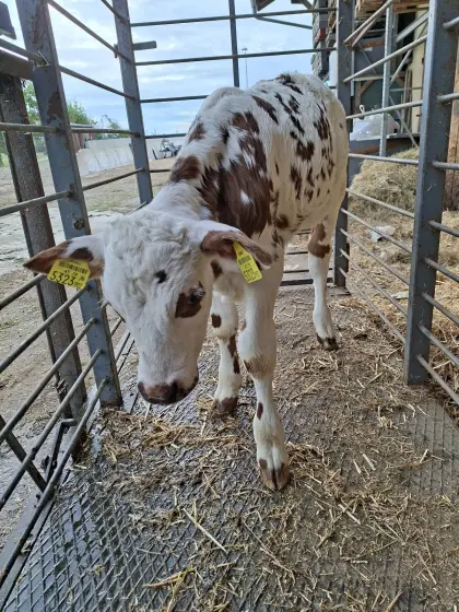 Verkaufe Normande Stierkalb